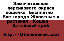 Замечательная персикового окраса кошечка. Бесплатно - Все города Животные и растения » Кошки   . Алтайский край